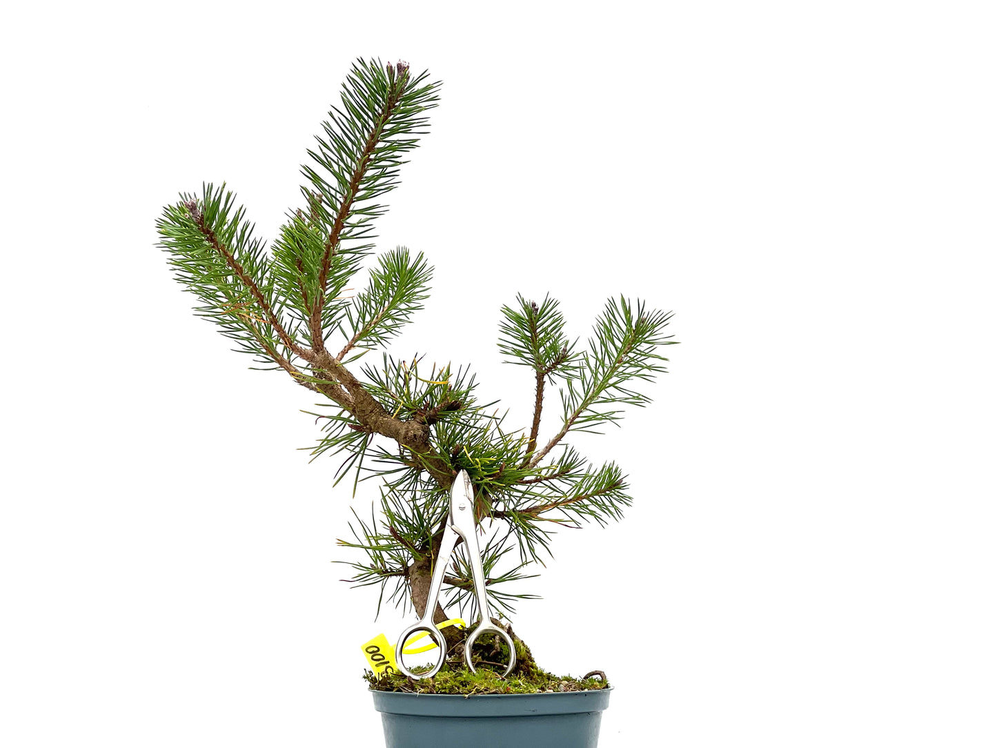 Pinus Sylvestris 3100