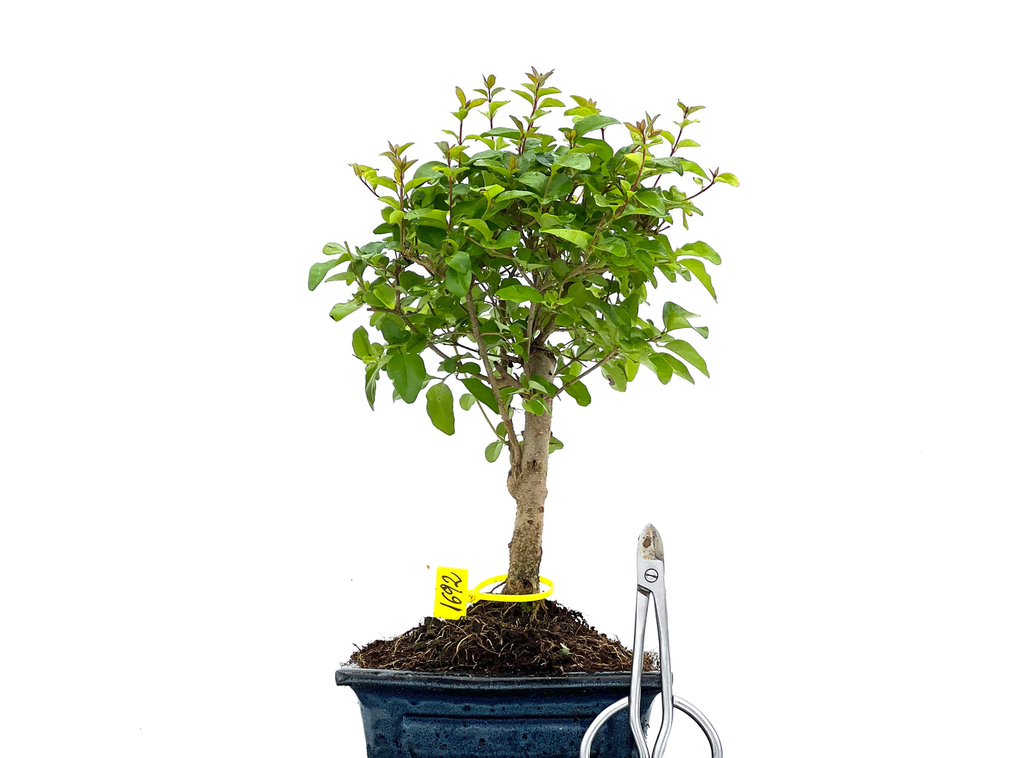 Ligustrum Sinensis 1692