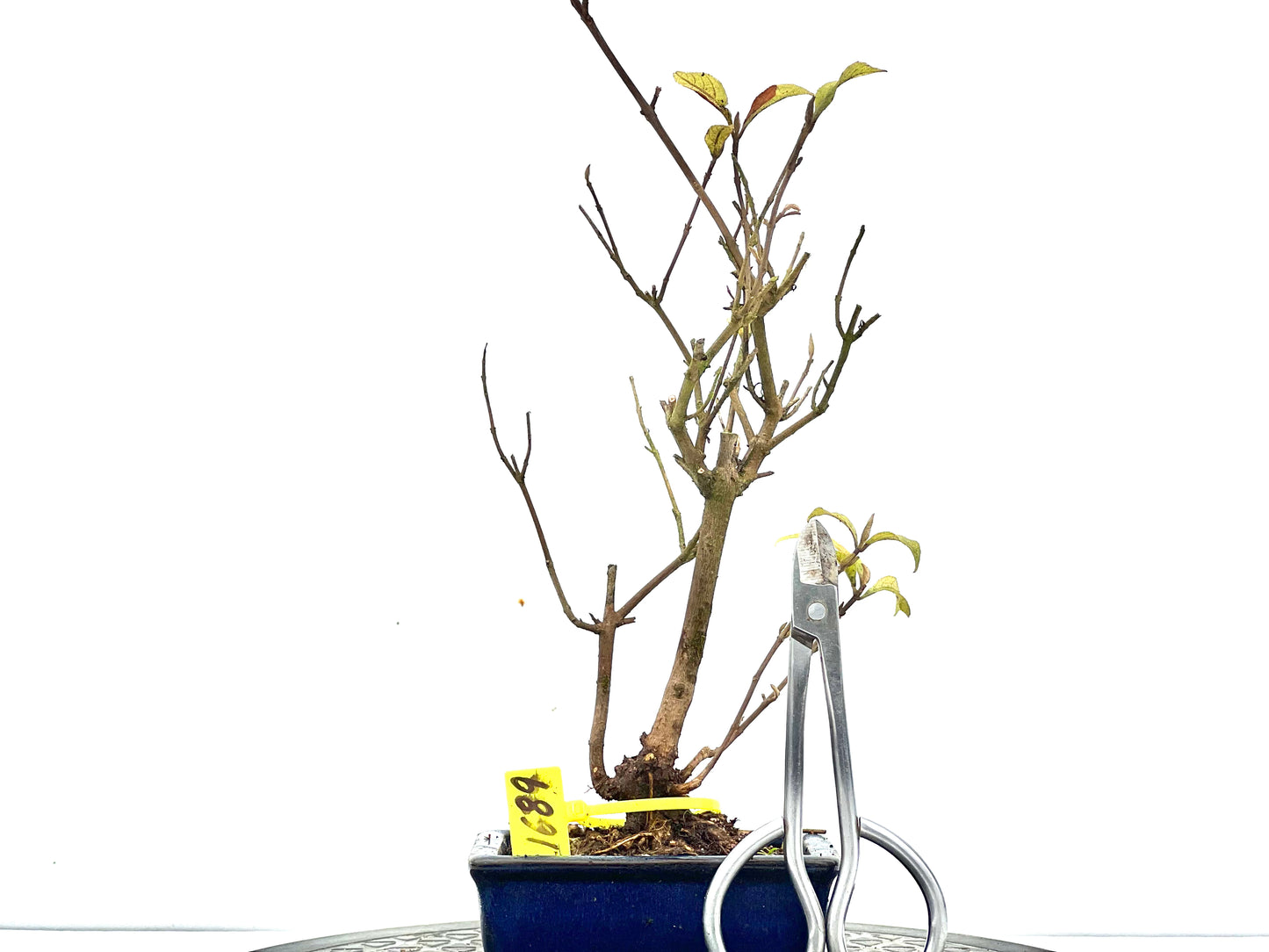 Callicarpa Japónica 1689