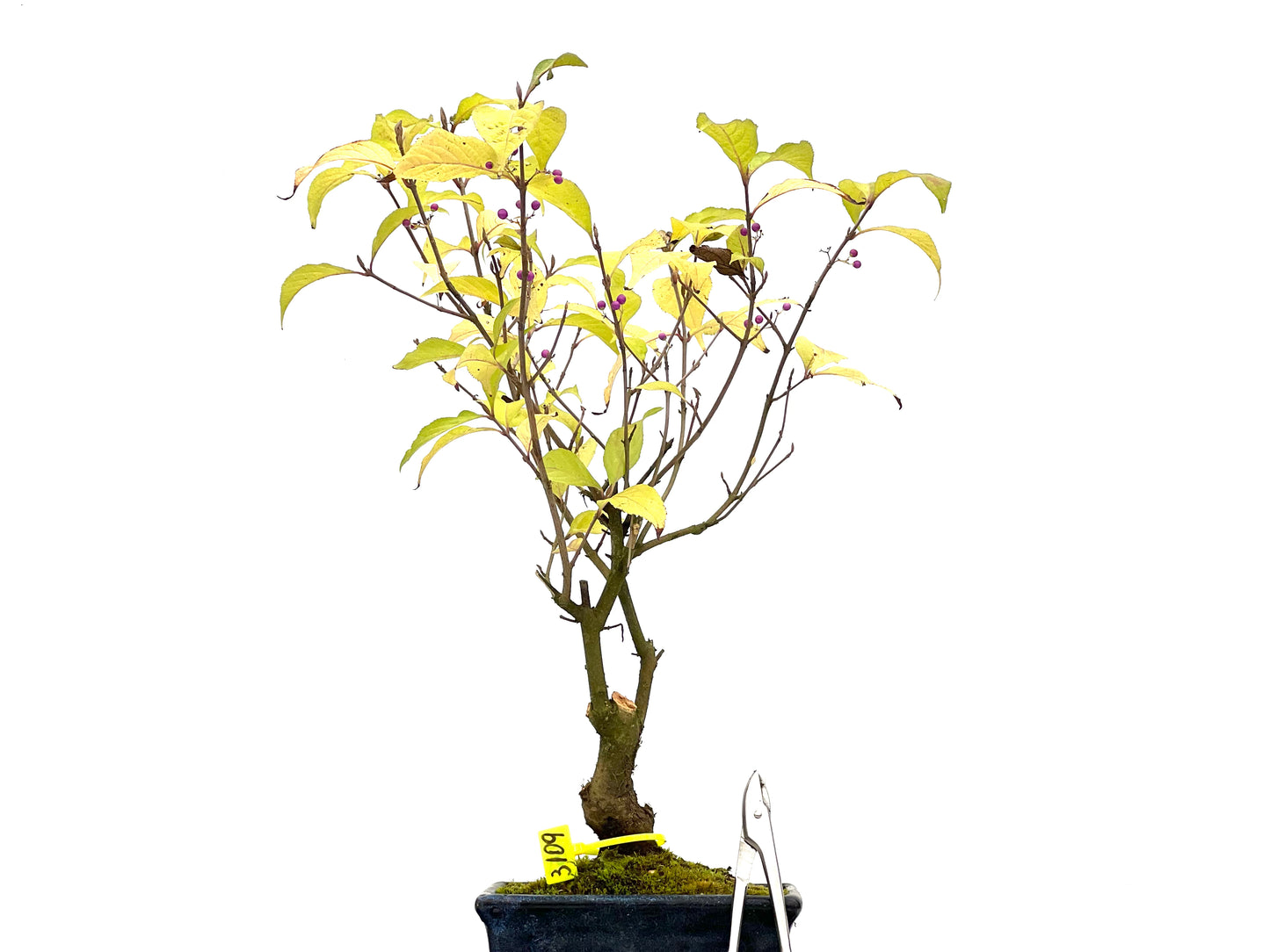 Callicarpa Japonica 3109