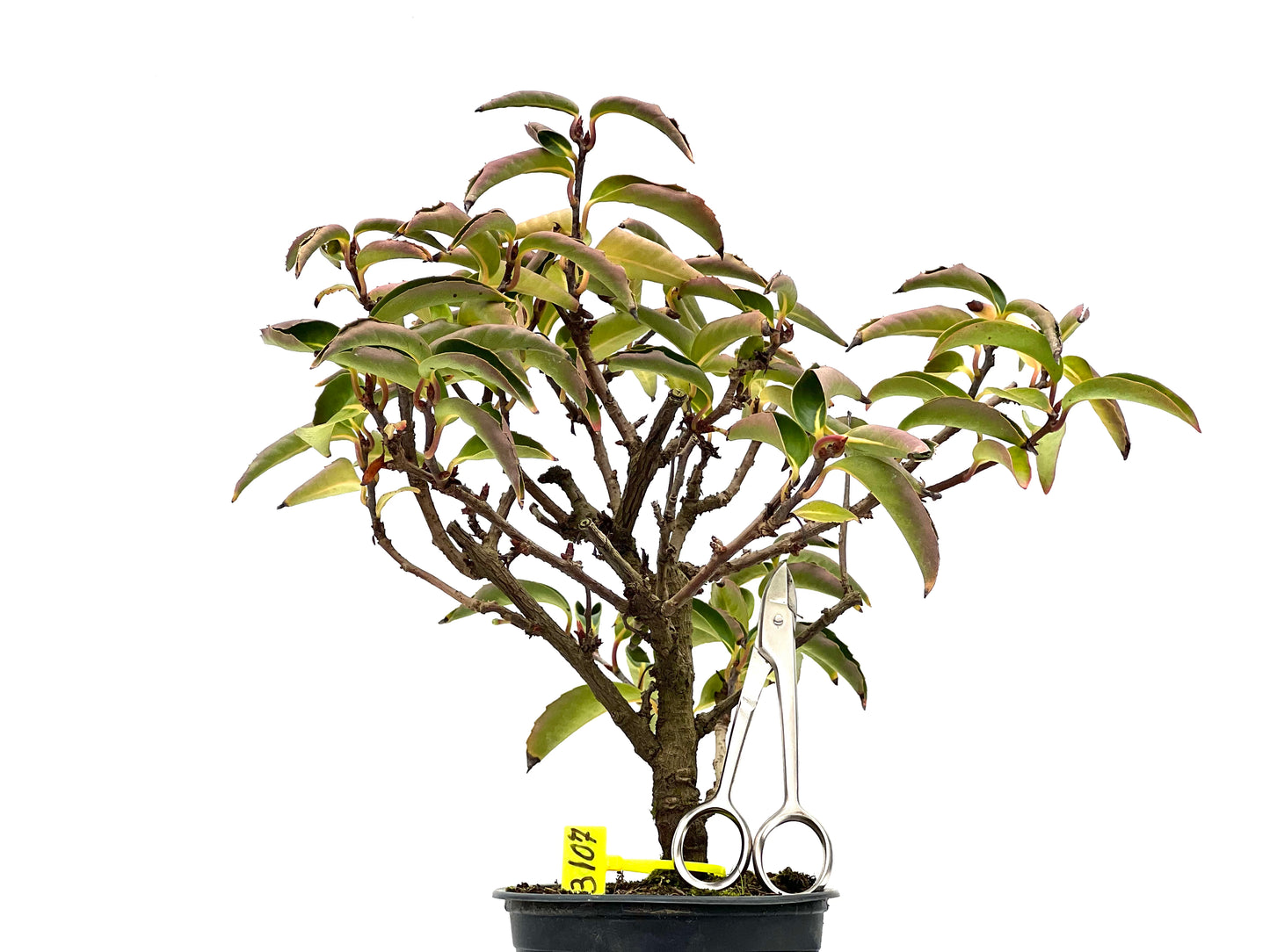 Kadsura Japonica 3107