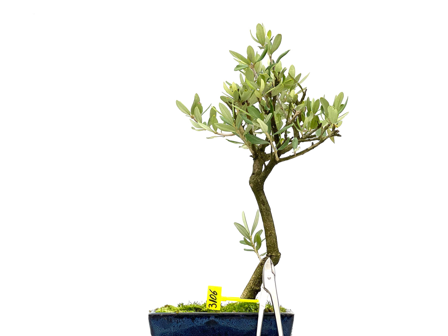 Olea Europaea 3106