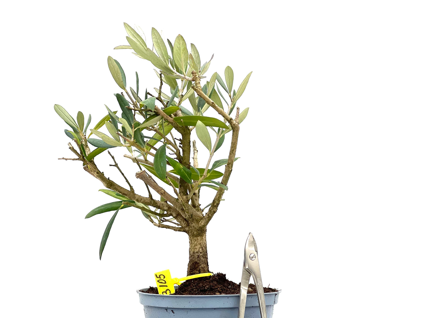 Olea Europaea 3105