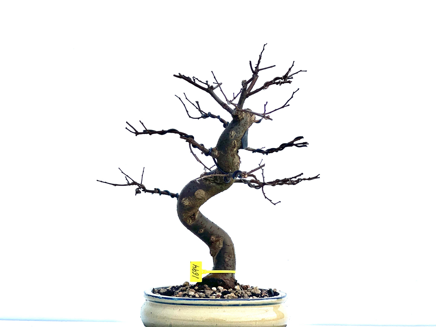 Zelkova Serrata 1694