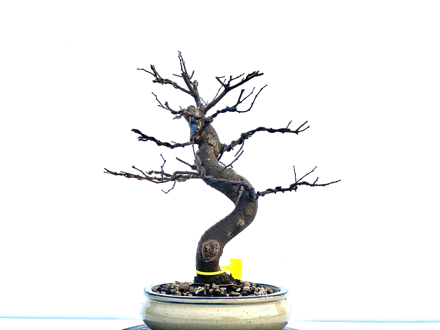 Zelkova Serrata 1694