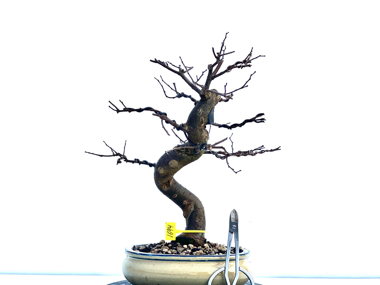 Zelkova Serrata 1694