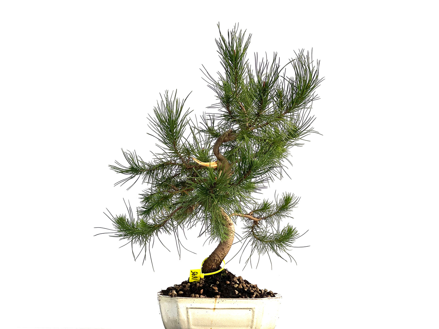 Pinus Halepensis 1695