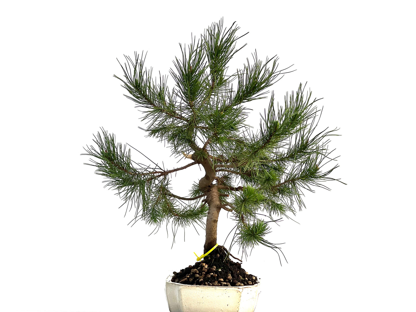 Pinus Halepensis 1695