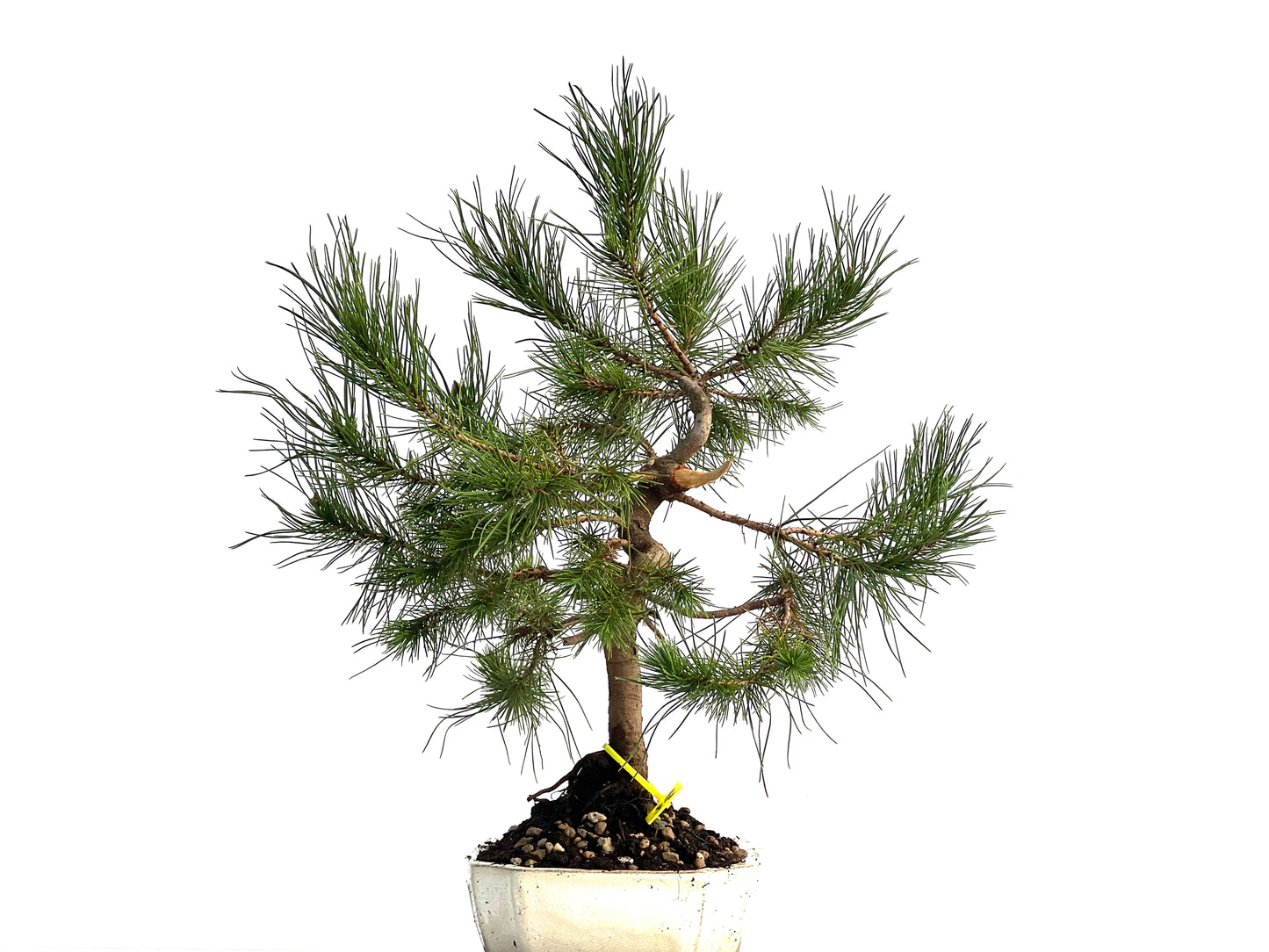 Pinus Halepensis 1695