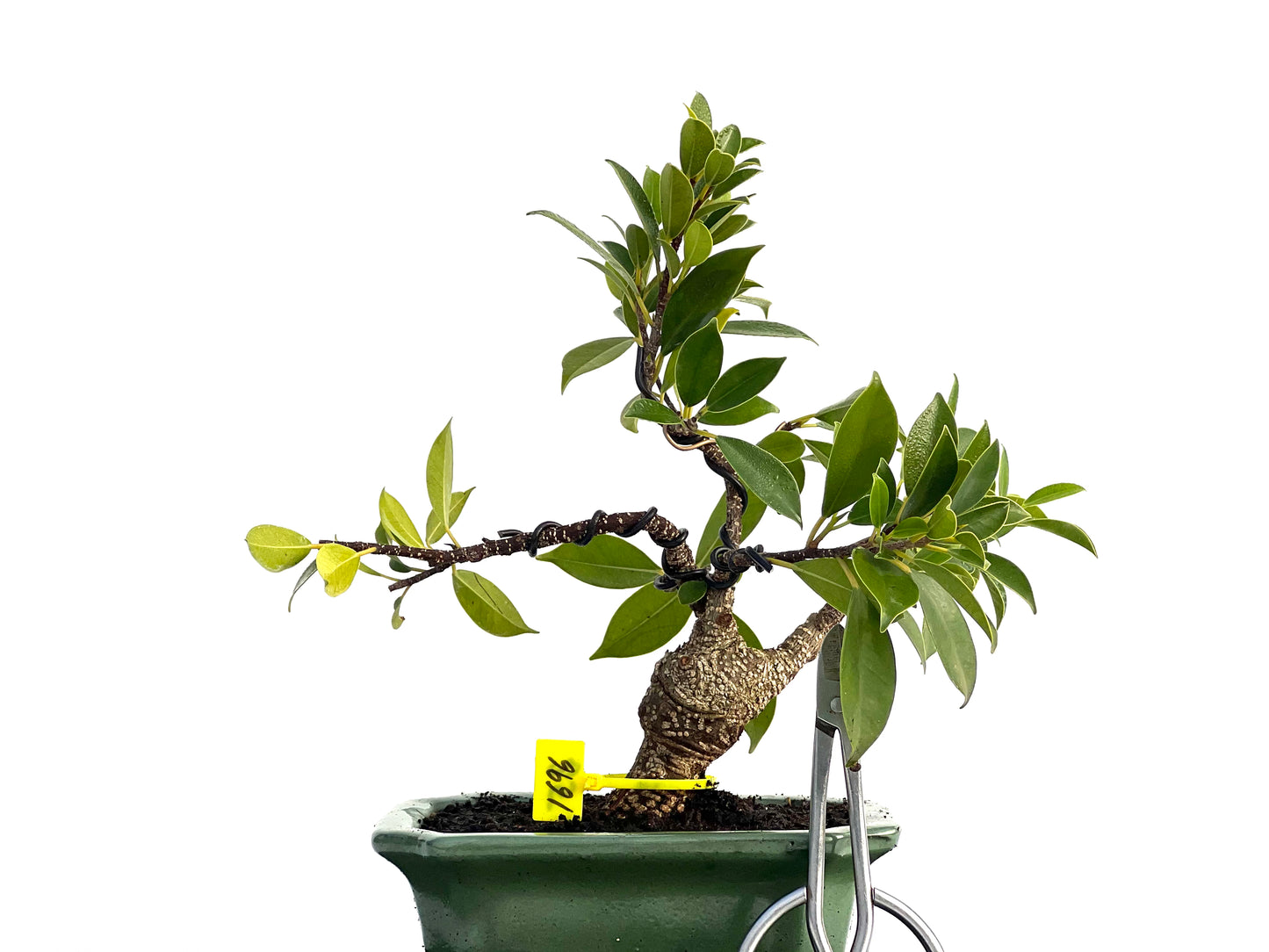 Ficus Microcapra Tiger Bark 1696