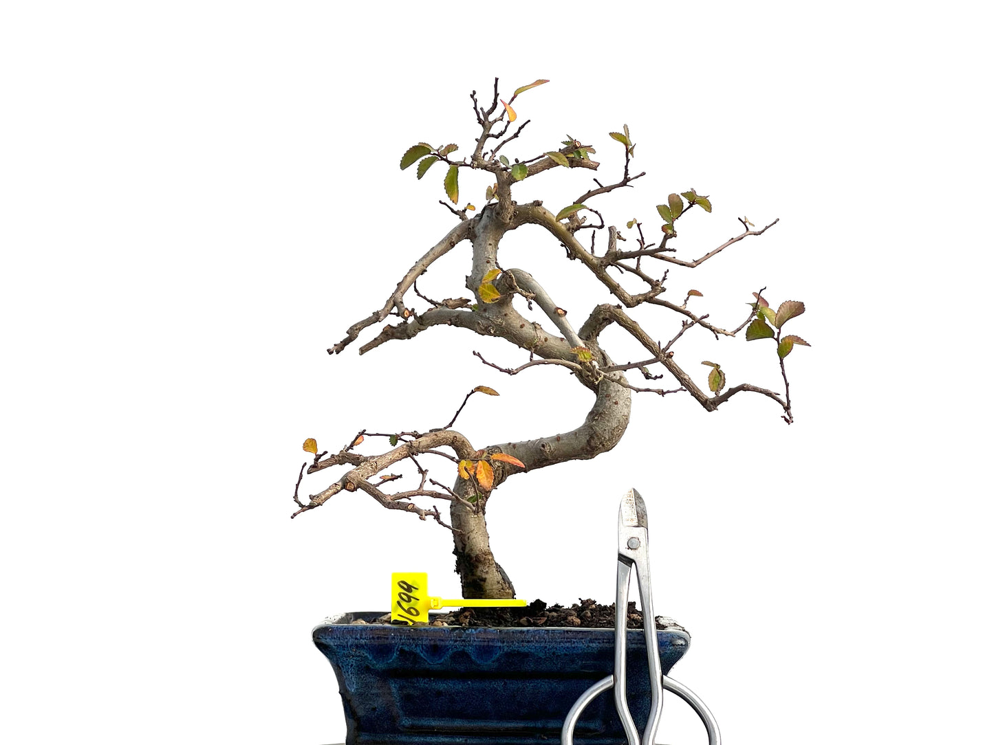 Ulmus Parvifolia 1699