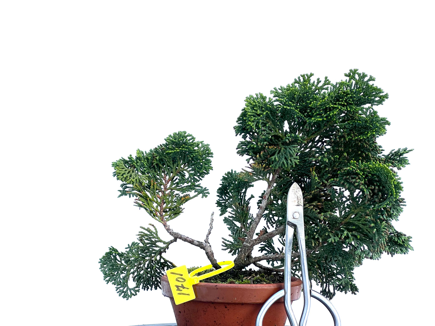 Chamaecyparis Obtusa Nana 1701