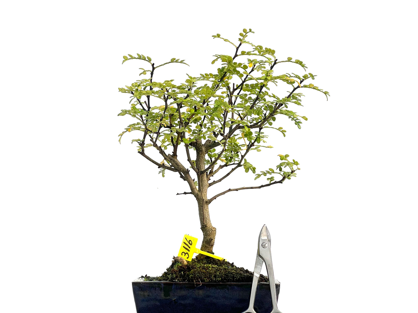 Zanthoxylum Piperitum 3116