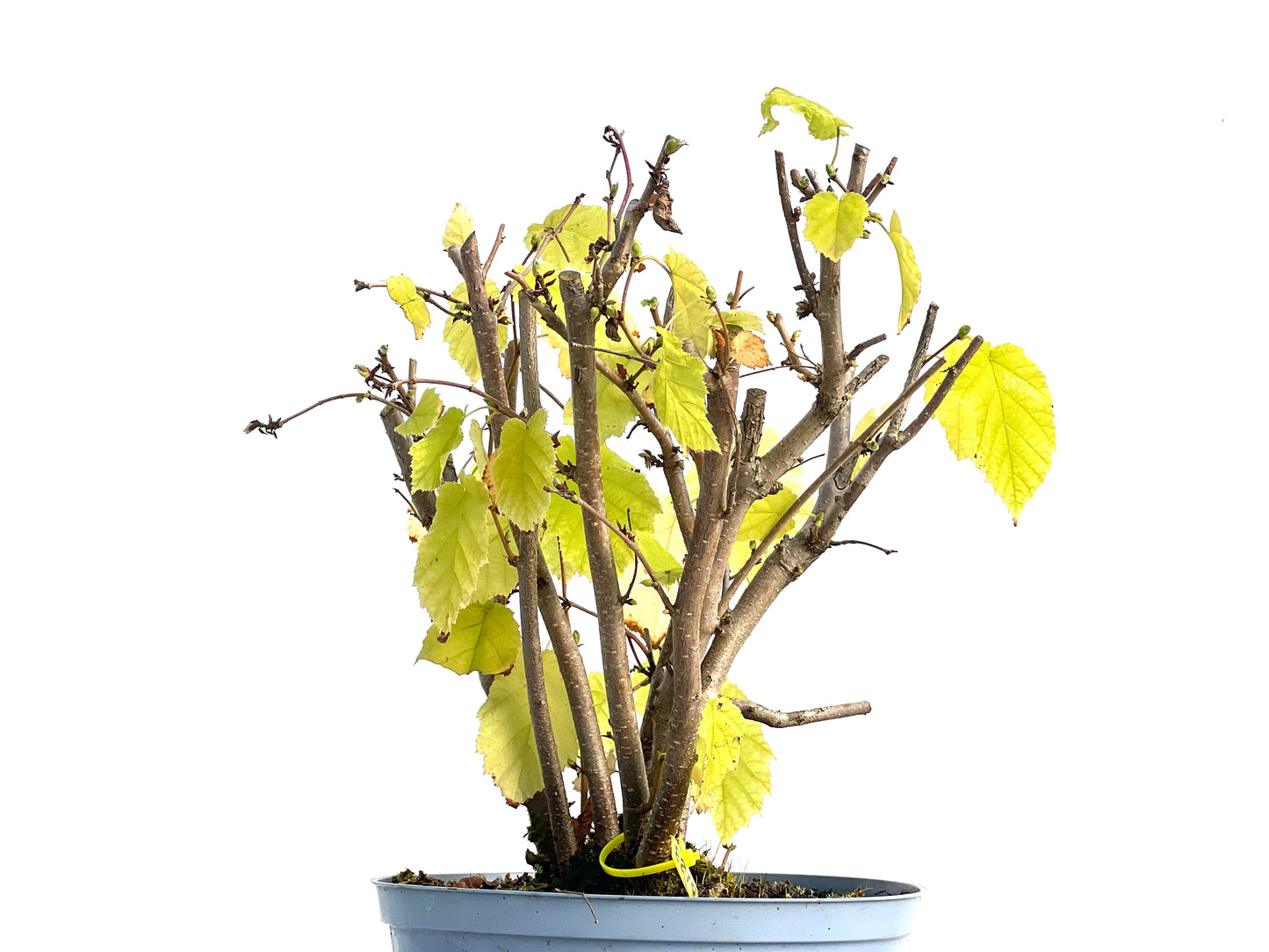 Corylus 3123