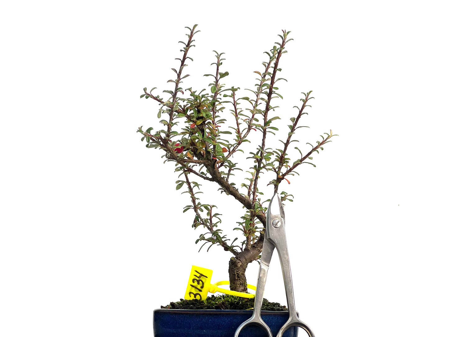 Cotoneaster Microphyllas 3134