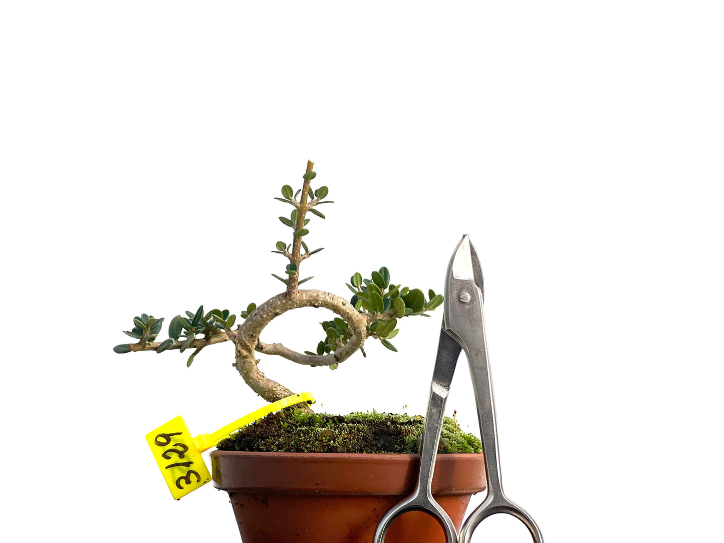 Olea Europaea Sylvestris 3129