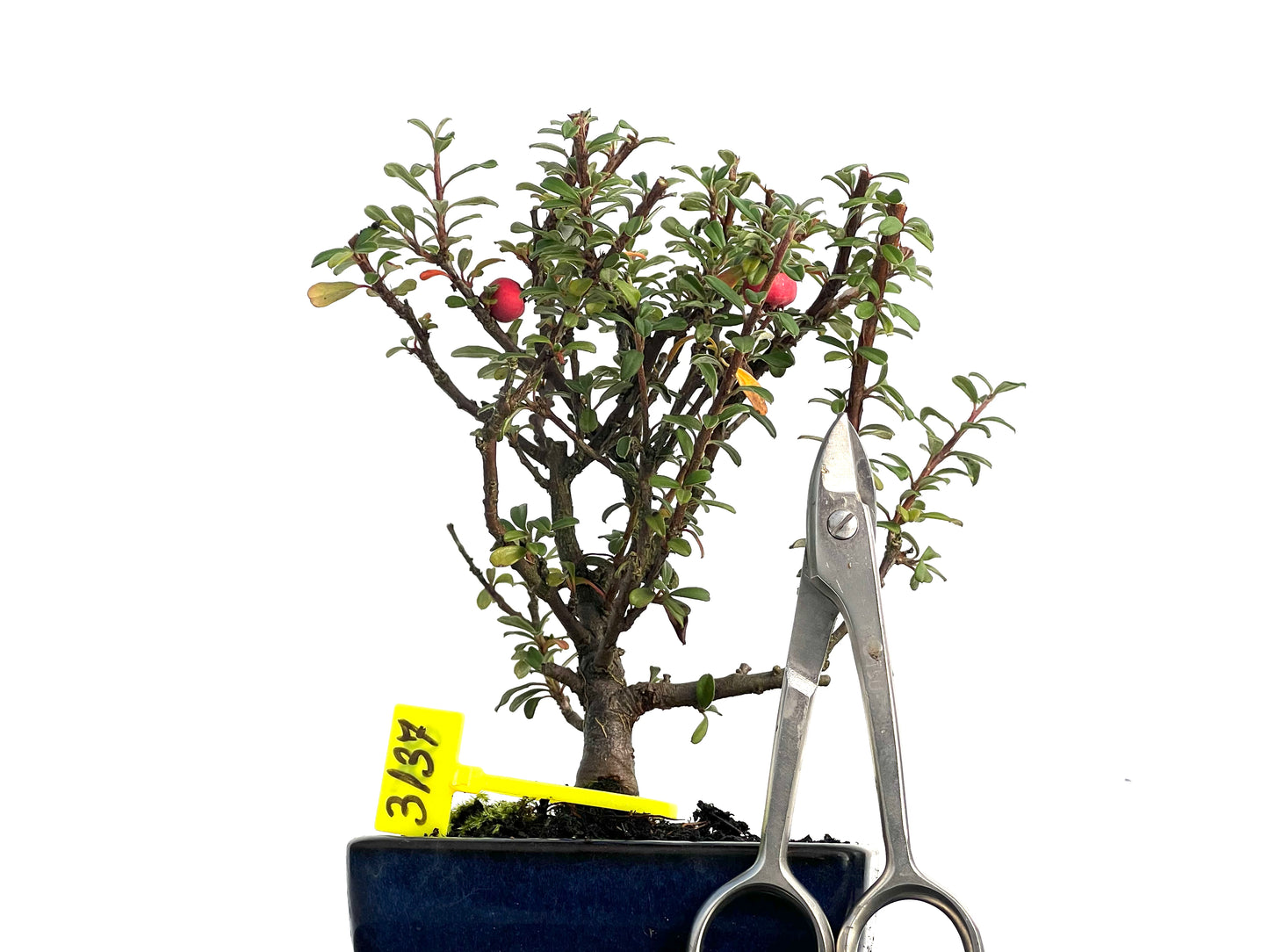 Cotoneaster Microphyllus 3137