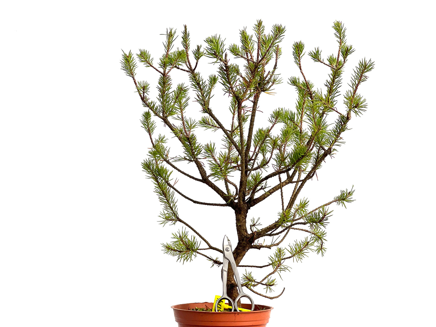 Pinus Sylvestris 3114
