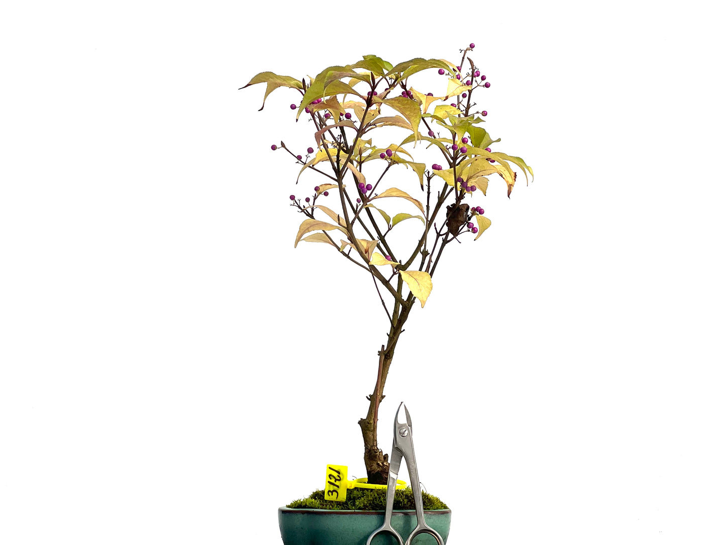 Callicarpa Japonica 3121