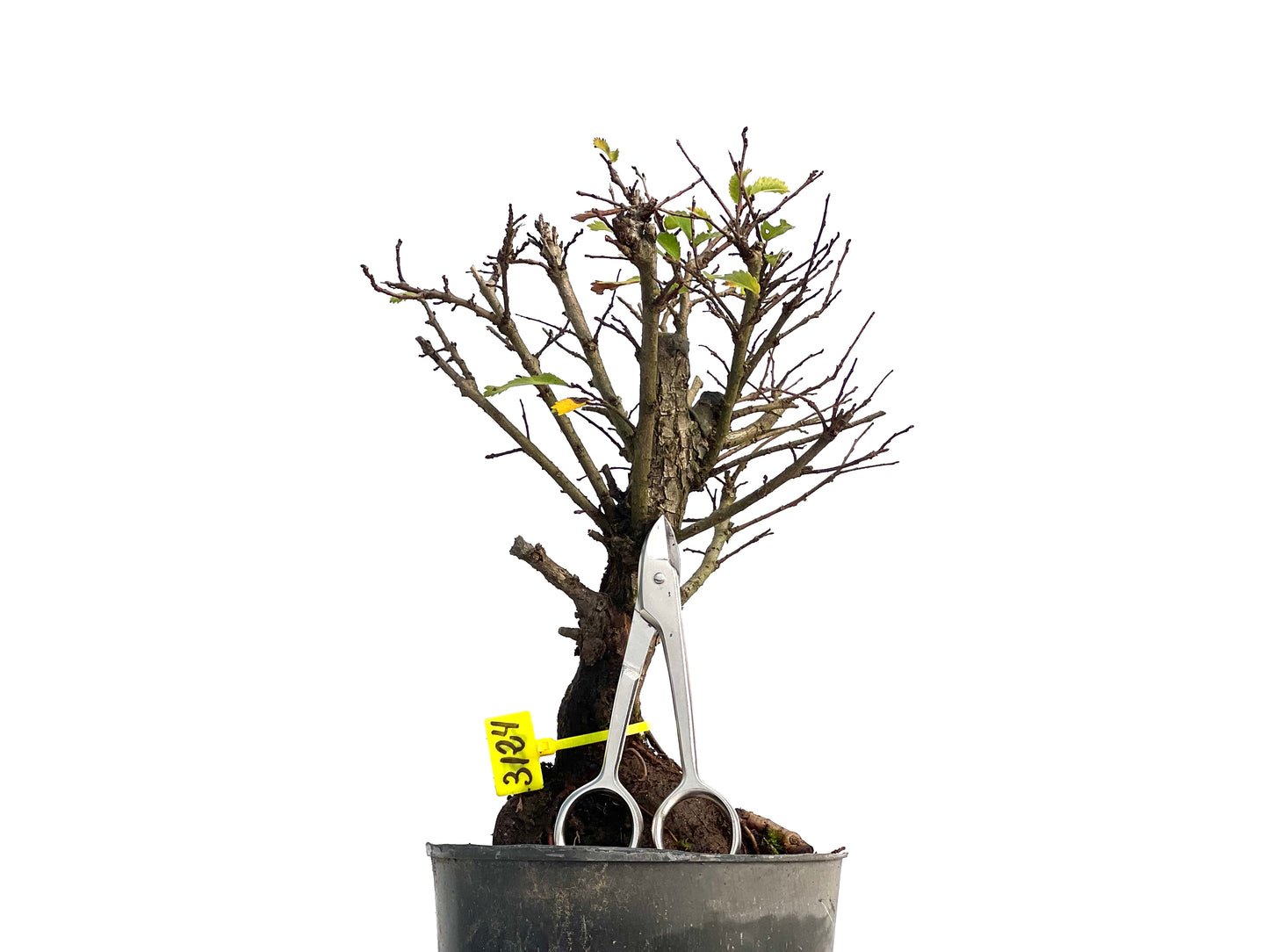 Olmo Nire Keyaki 3124