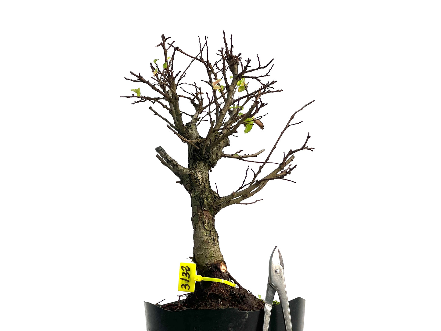 Olmo Nire Keyaki 3132