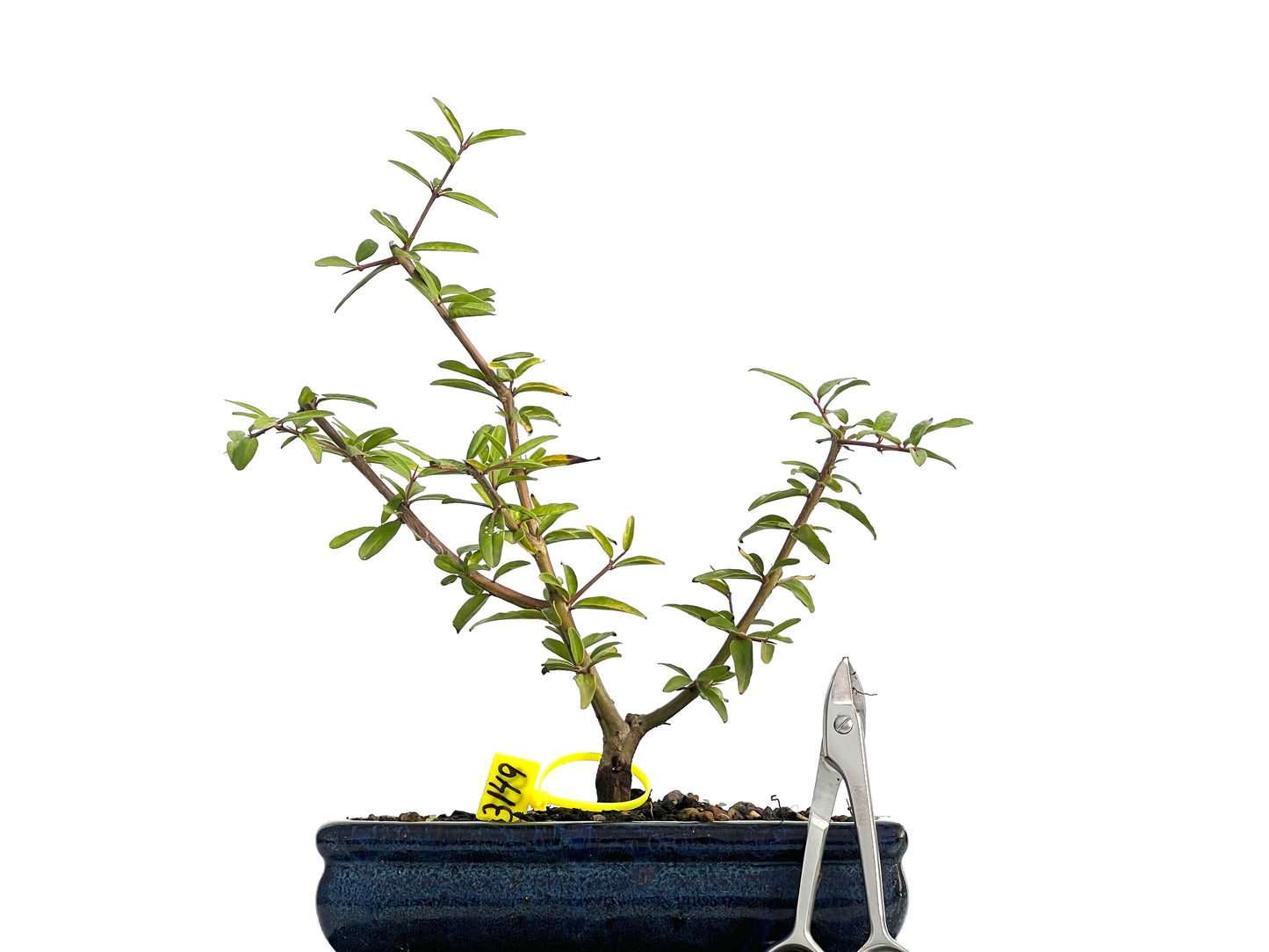 Punica Granatum Nejikan 3149