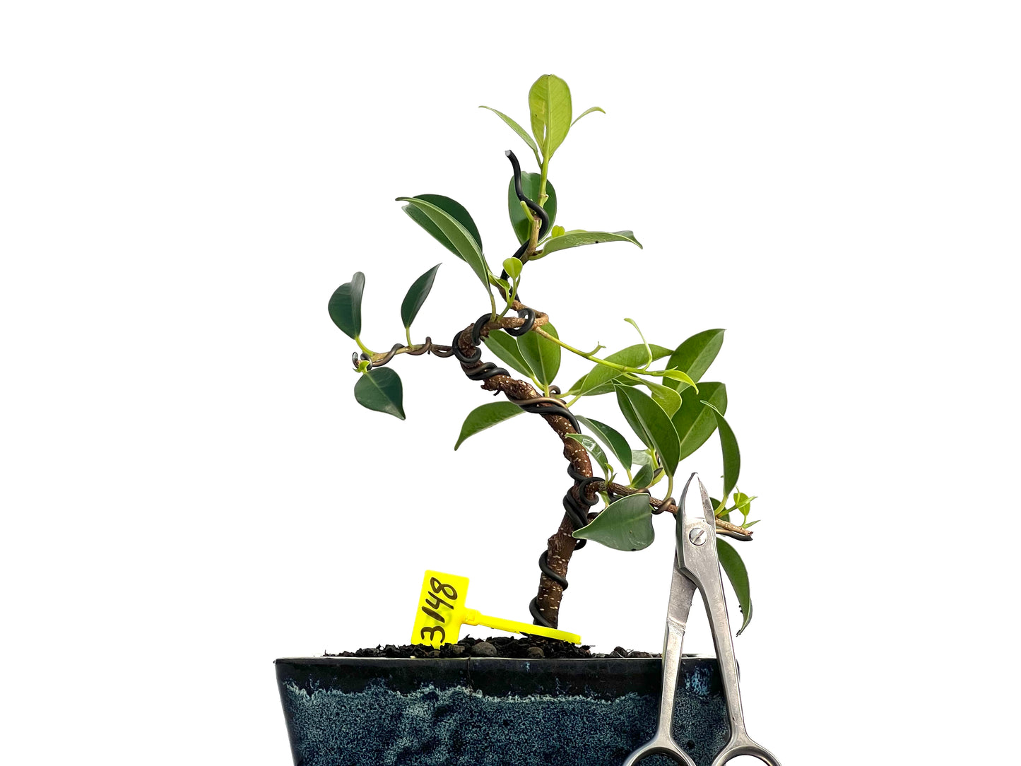 Ficus Tiger Bark 3148