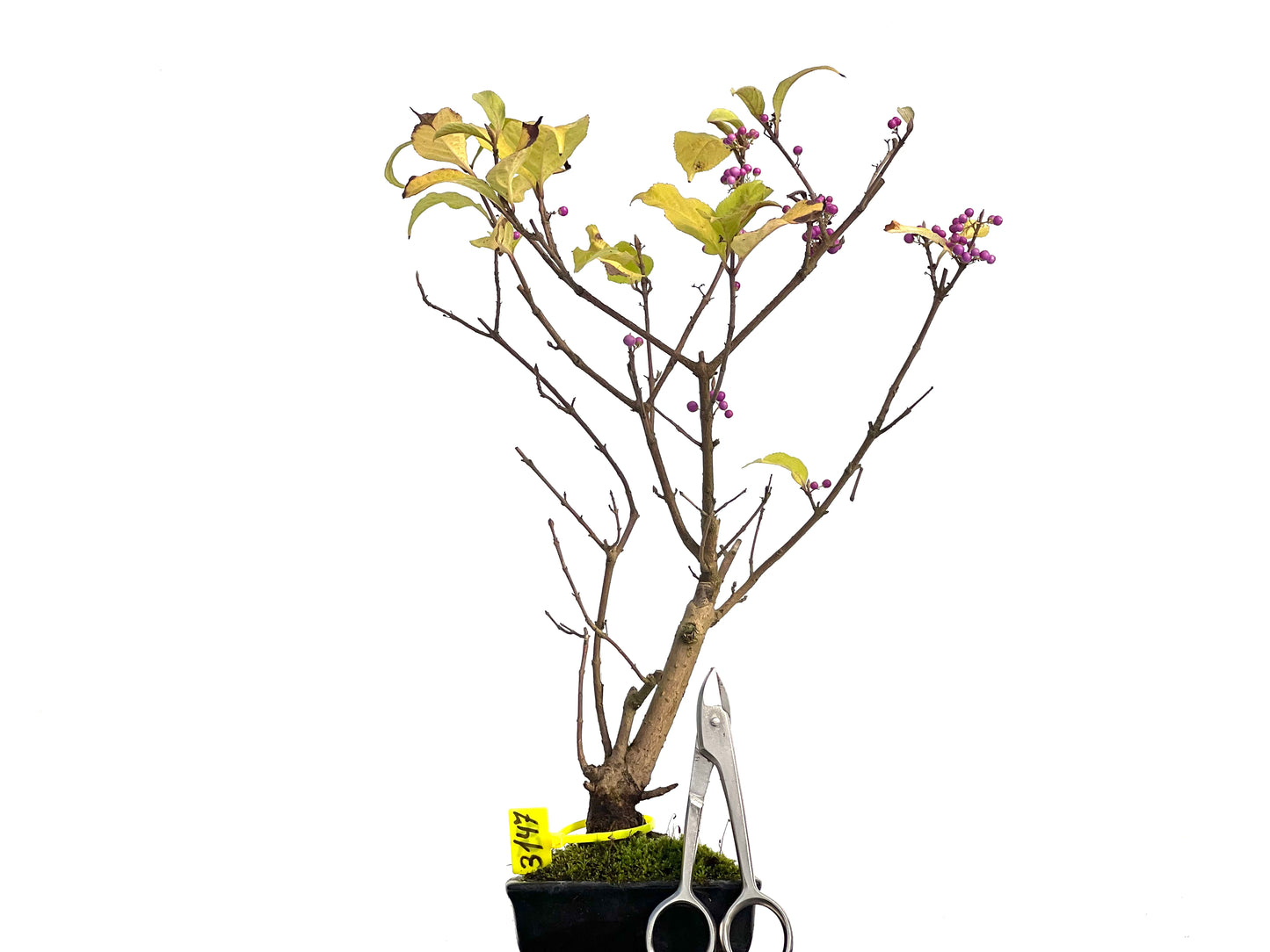 Callicarpa Japonica 3147