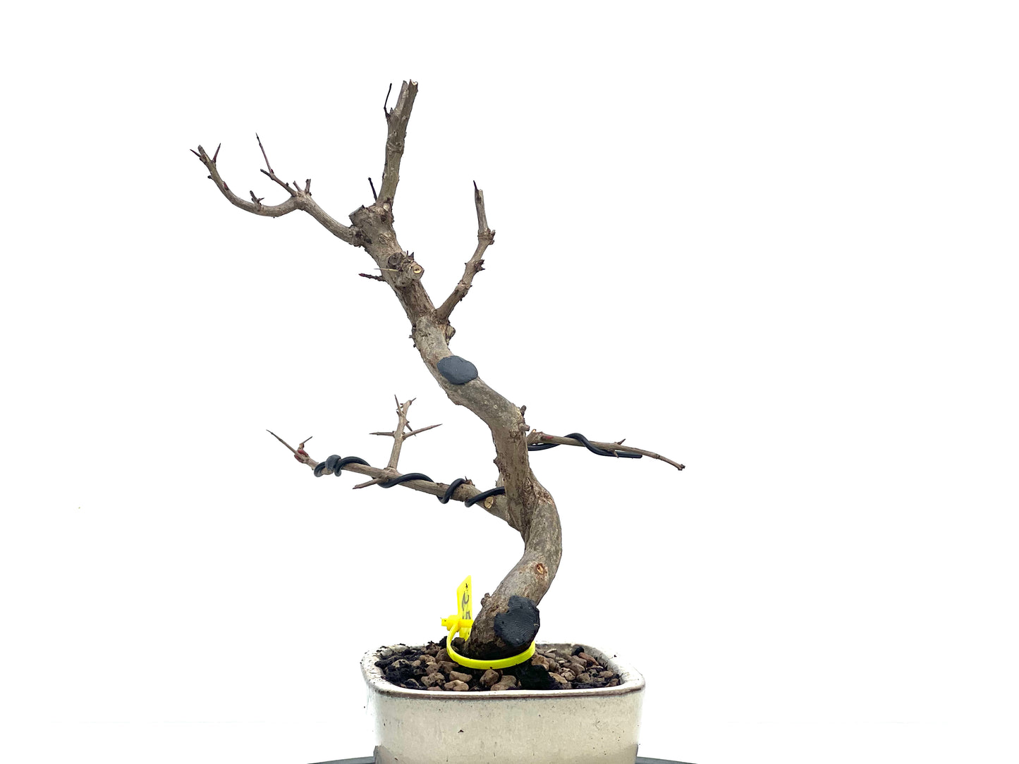 Punica Granatum Nejikan 1706