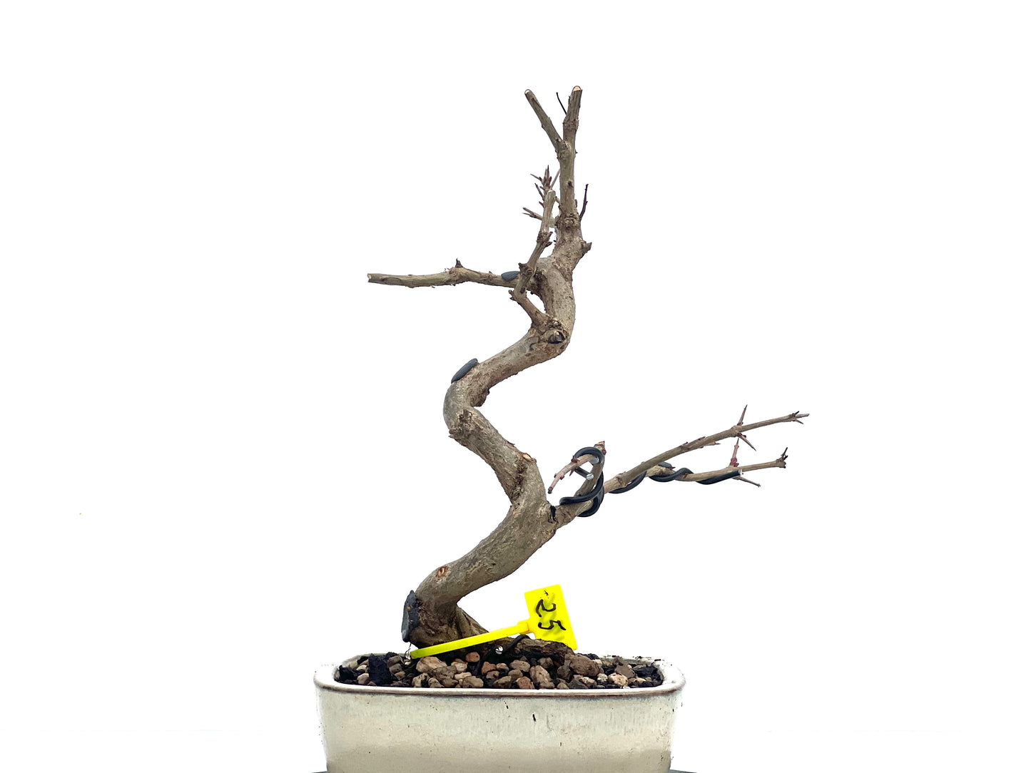 Punica Granatum Nejikan 1706