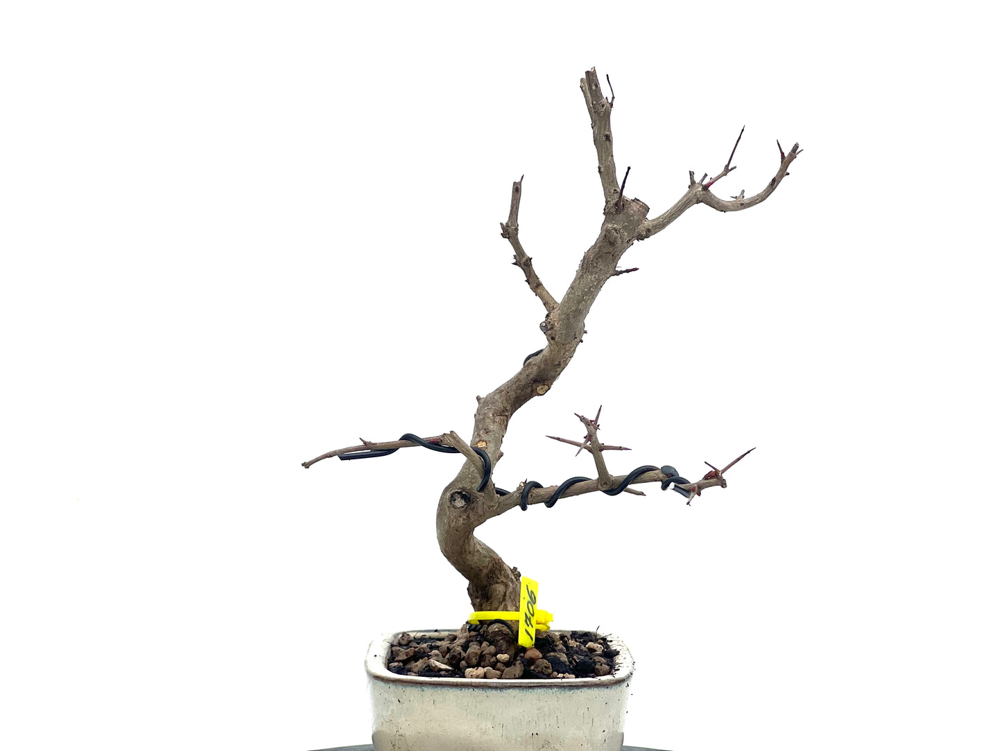 Punica Granatum Nejikan 1706