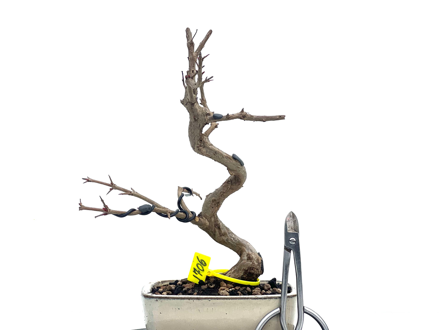 Punica Granatum Nejikan 1706