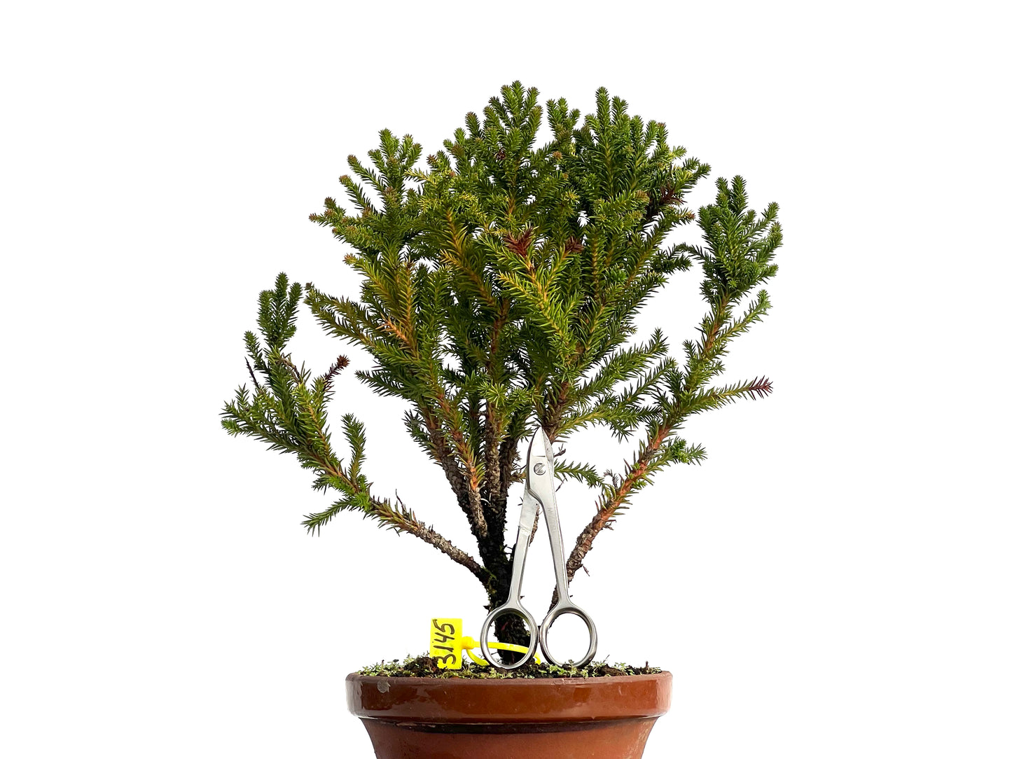 Cryptomeria Japonica 3145