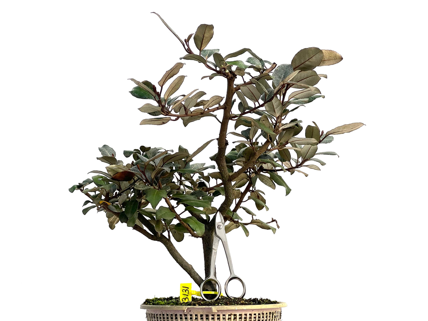 Eleagnus Pungens 3131