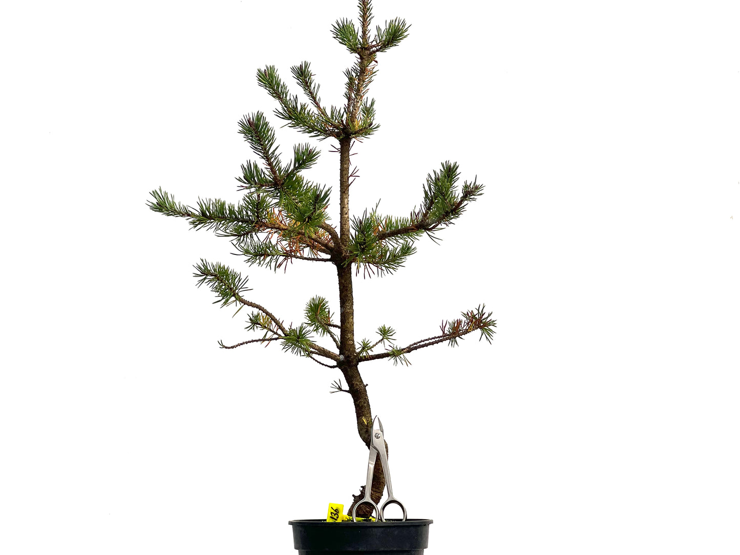 Pinus Sylvestris 3136