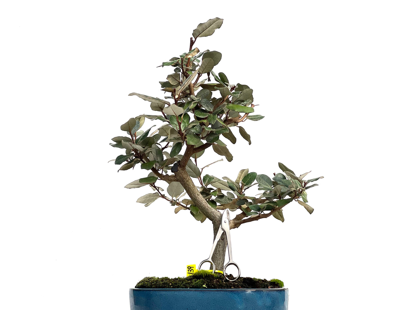 Eleagnus Pungens 3139