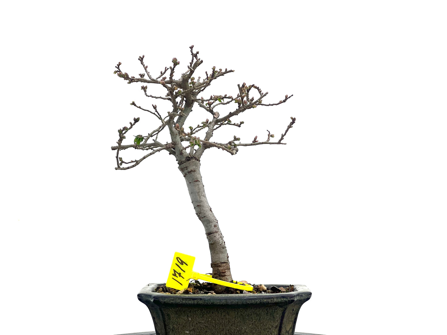 Ulmus Parvifolia 1719
