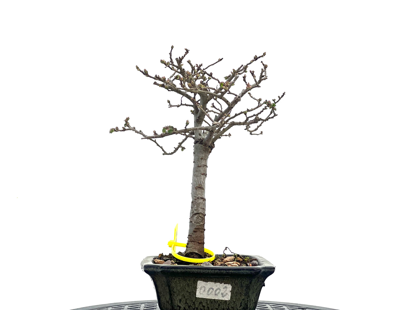 Ulmus Parvifolia 1719