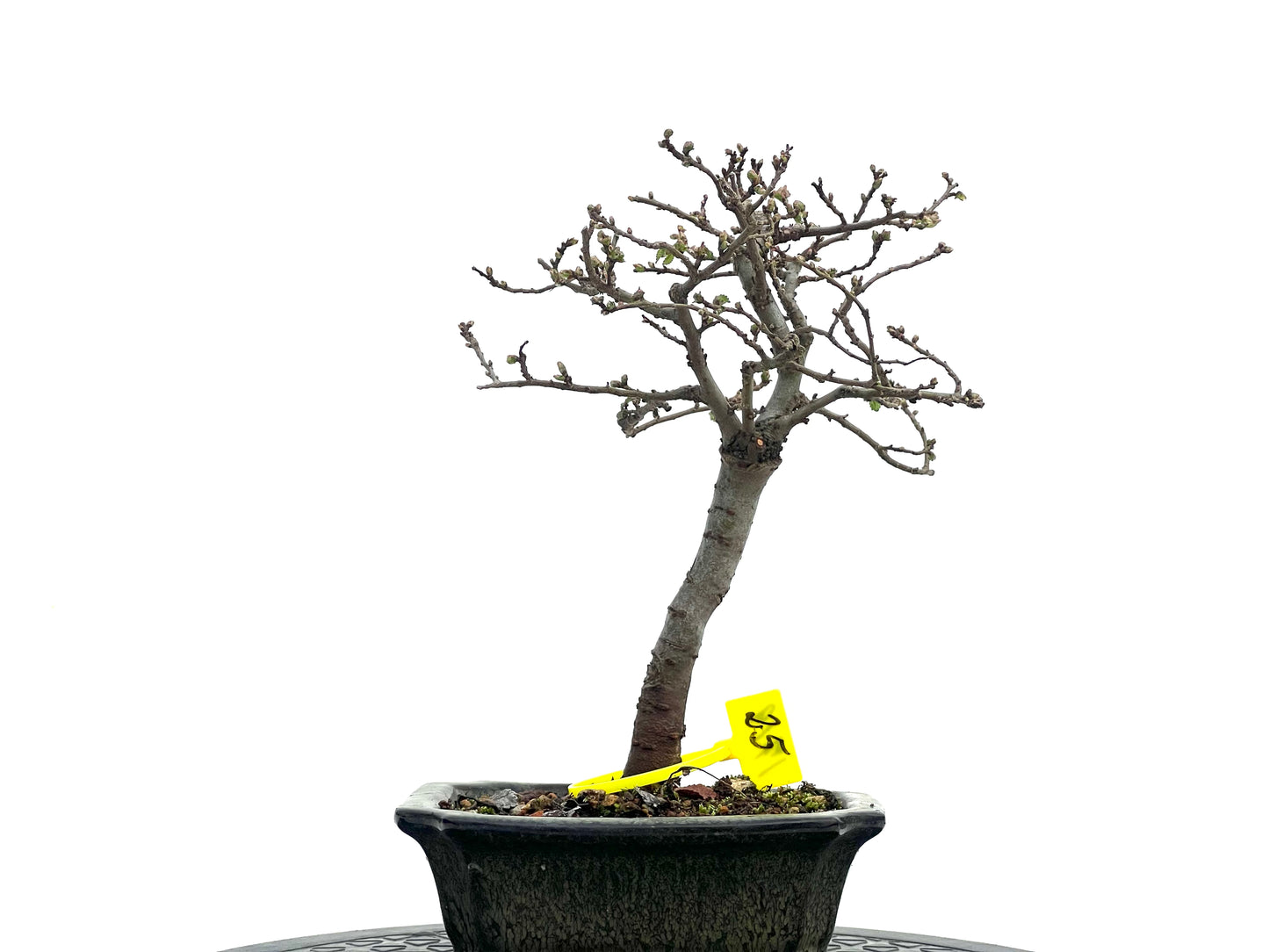 Ulmus Parvifolia 1719