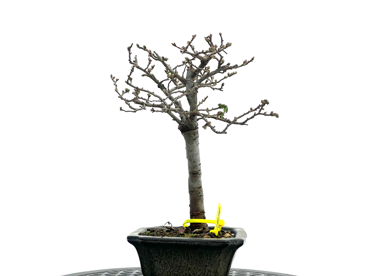 Ulmus Parvifolia 1719