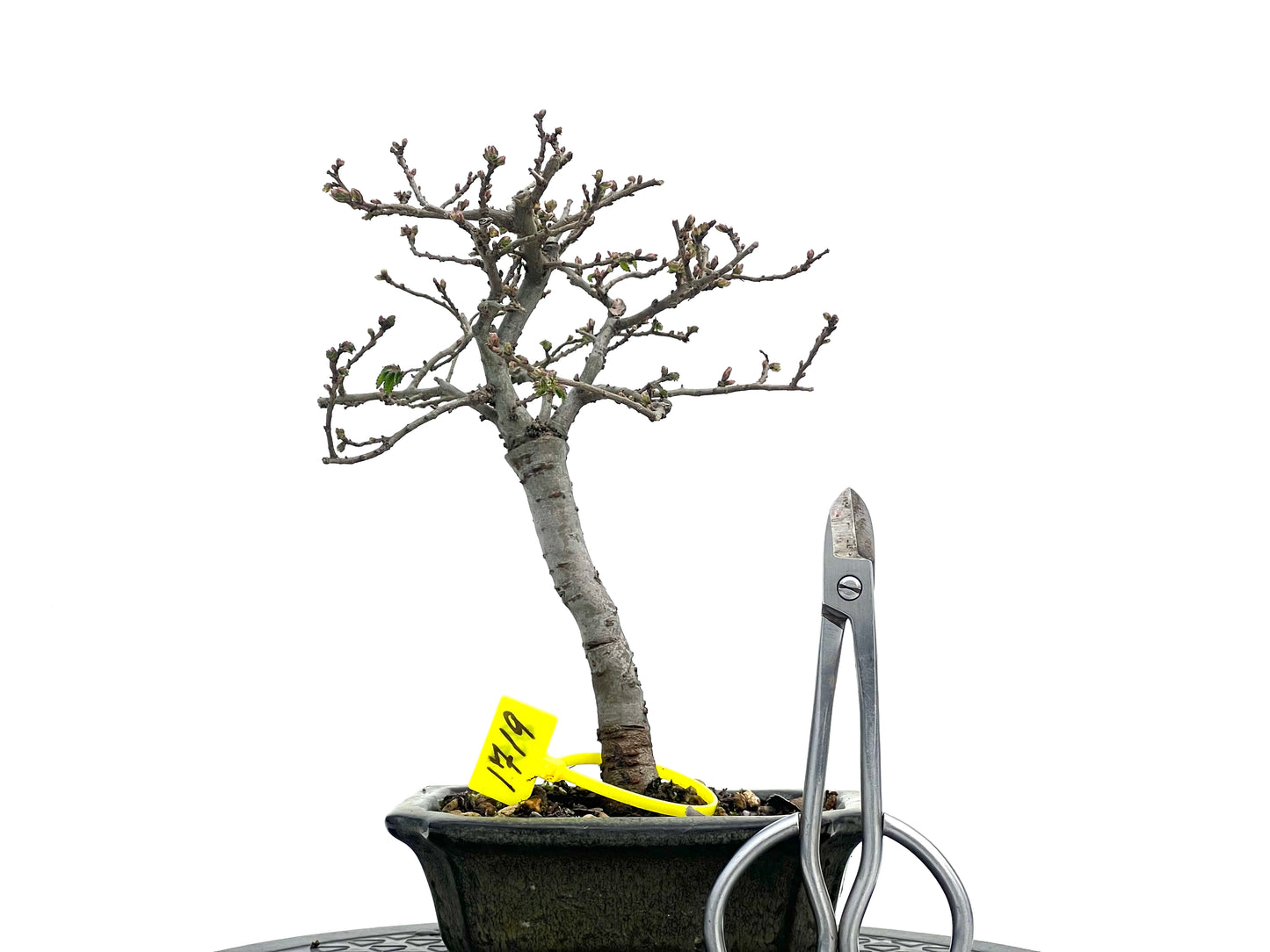Ulmus Parvifolia 1719