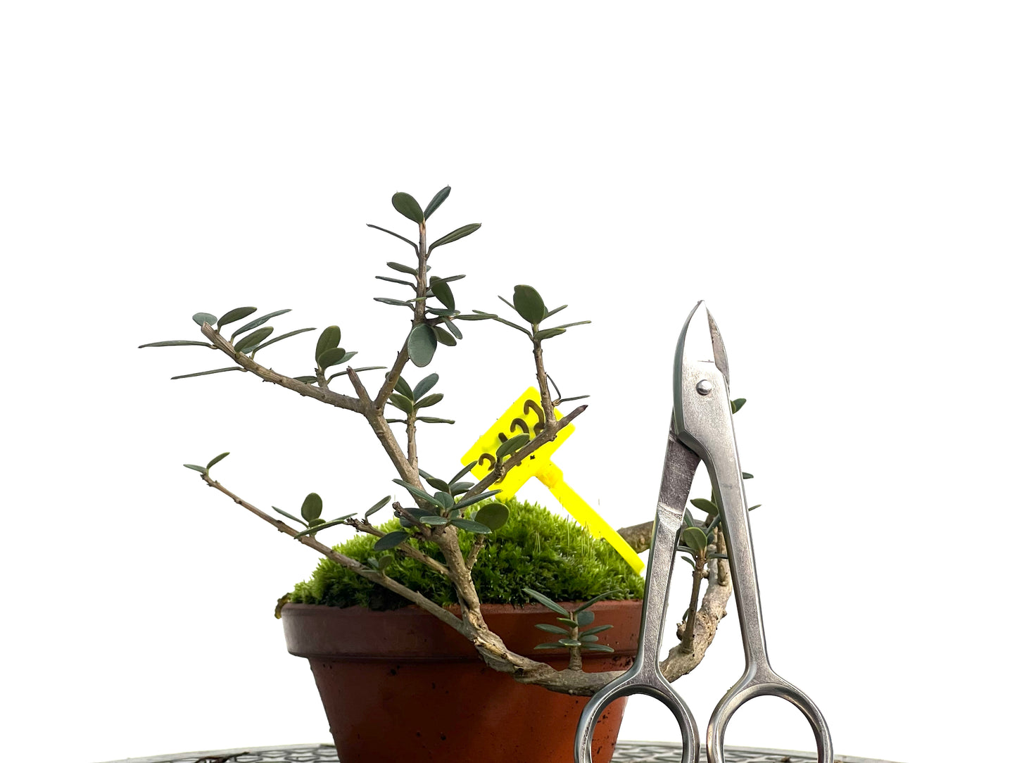 Olea Europaea Sylvestris 3122