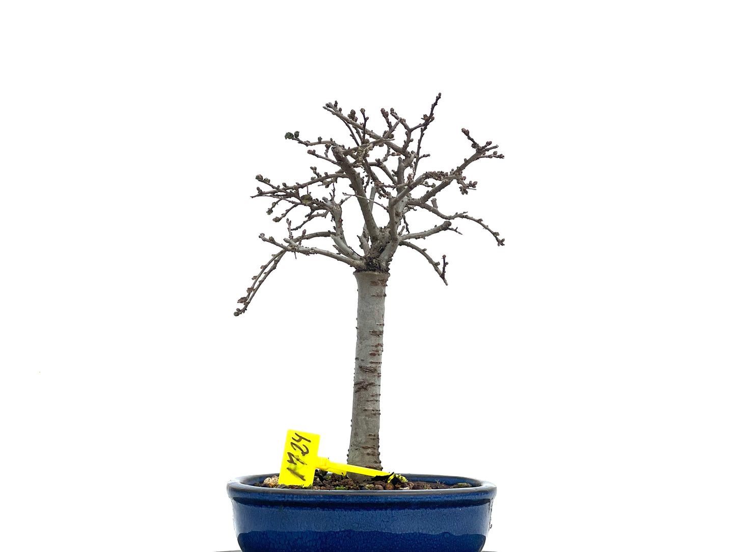 Ulmus Parvifolia 1724