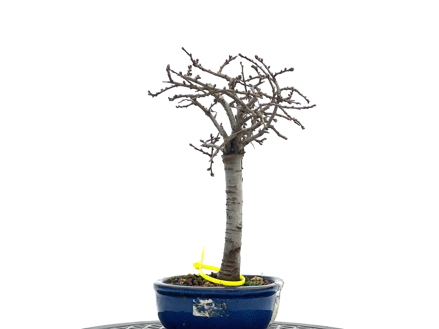 Ulmus Parvifolia 1724