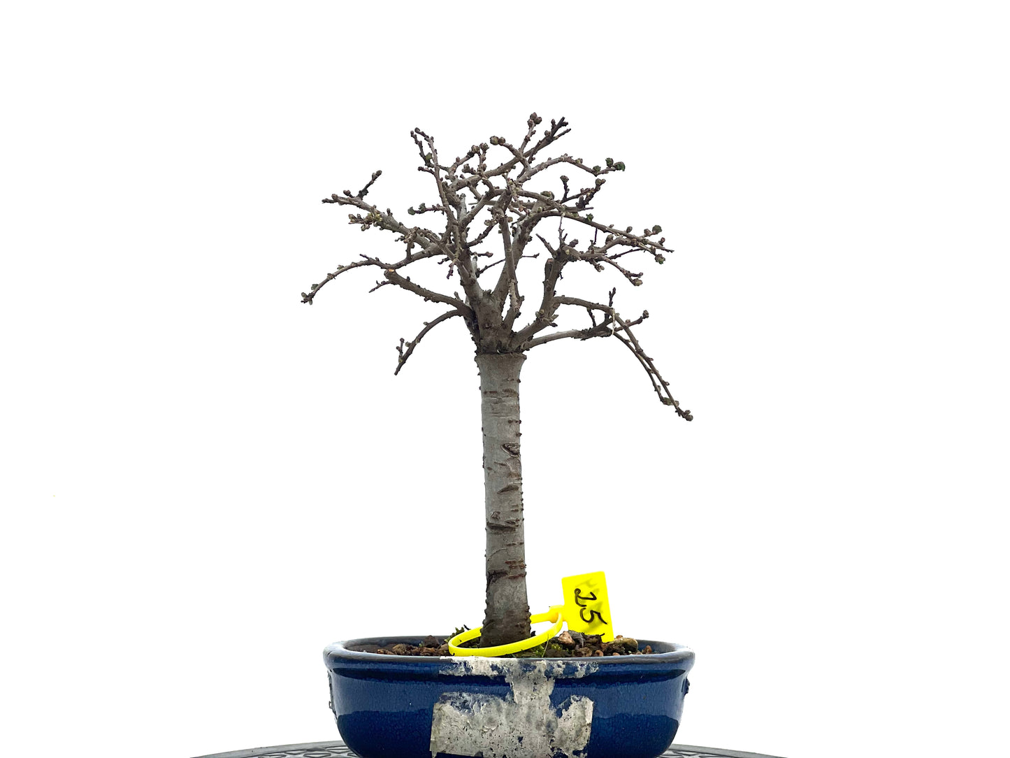 Ulmus Parvifolia 1724