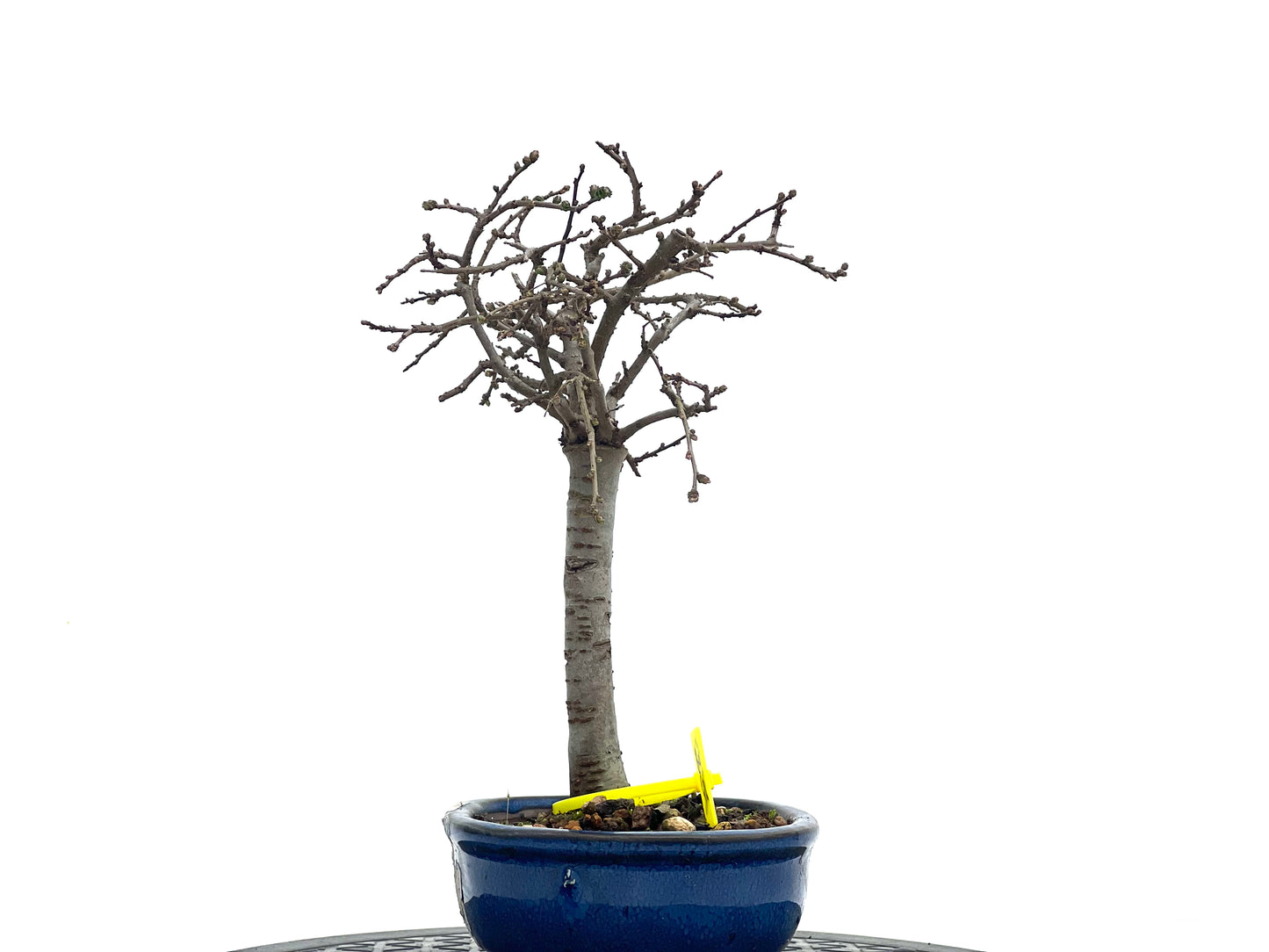 Ulmus Parvifolia 1724