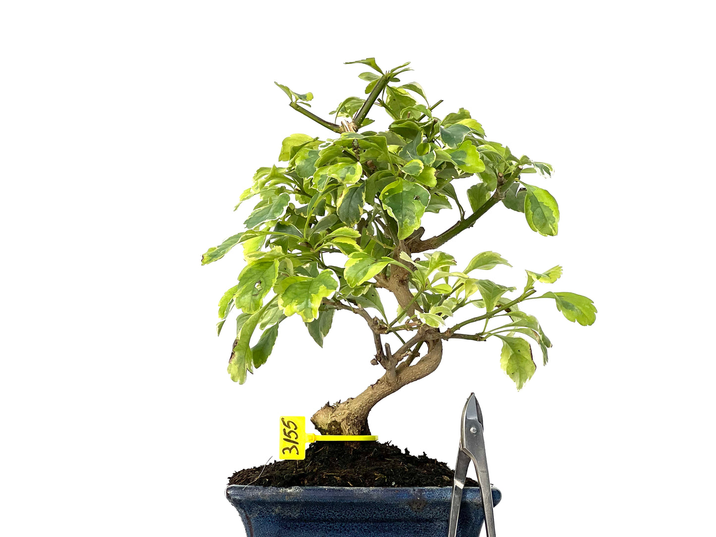 Durantha Repens Variegada 3155