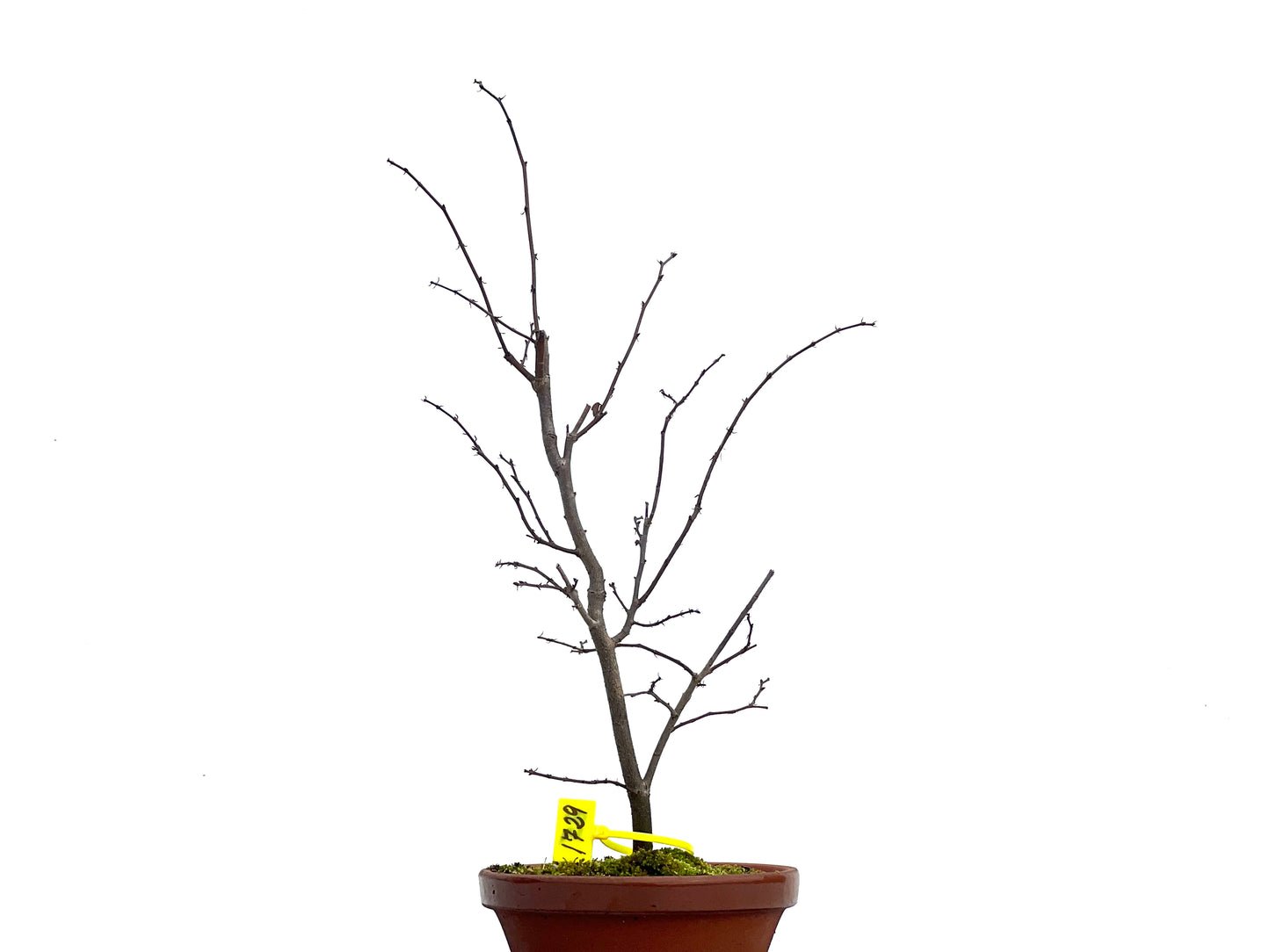 Zelkova Serrata 1729