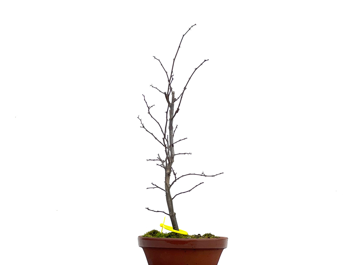 Zelkova Serrata 1729
