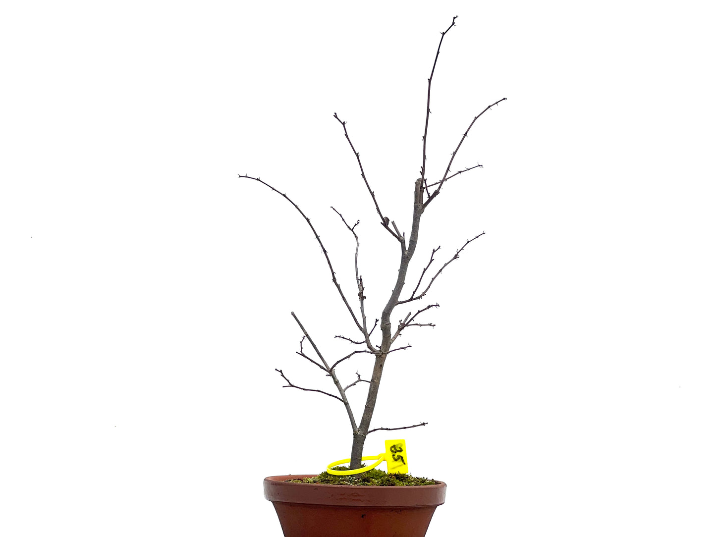 Zelkova Serrata 1729